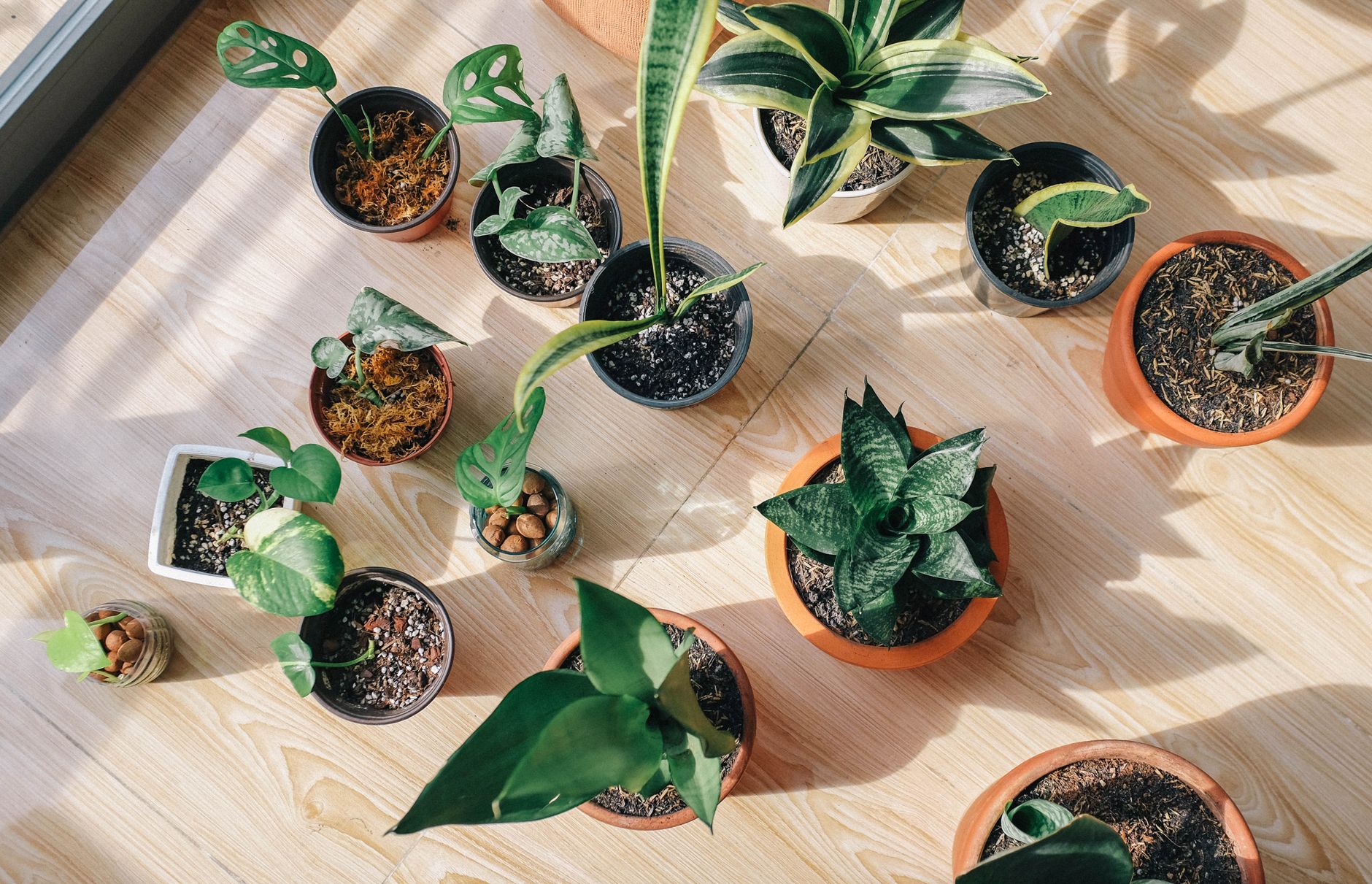 variety of green leafed plants